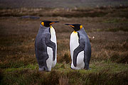 Picture 'Ant1_1_0948 King Penguin, South Georgia, Jason Harbour, Antarctica and sub-Antarctic islands'